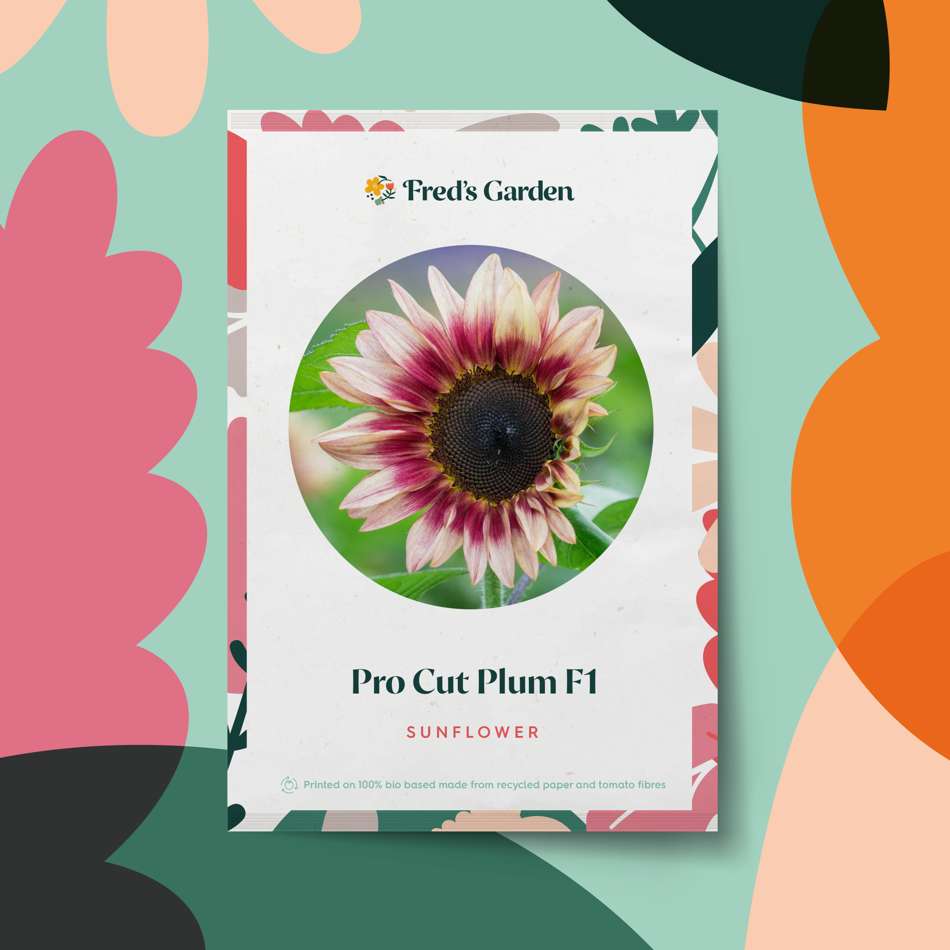 Solros 'ProCut Plum F1' (frö)